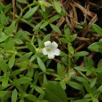 Dentella repens (L.) J.R.Forst. & G.Forst.